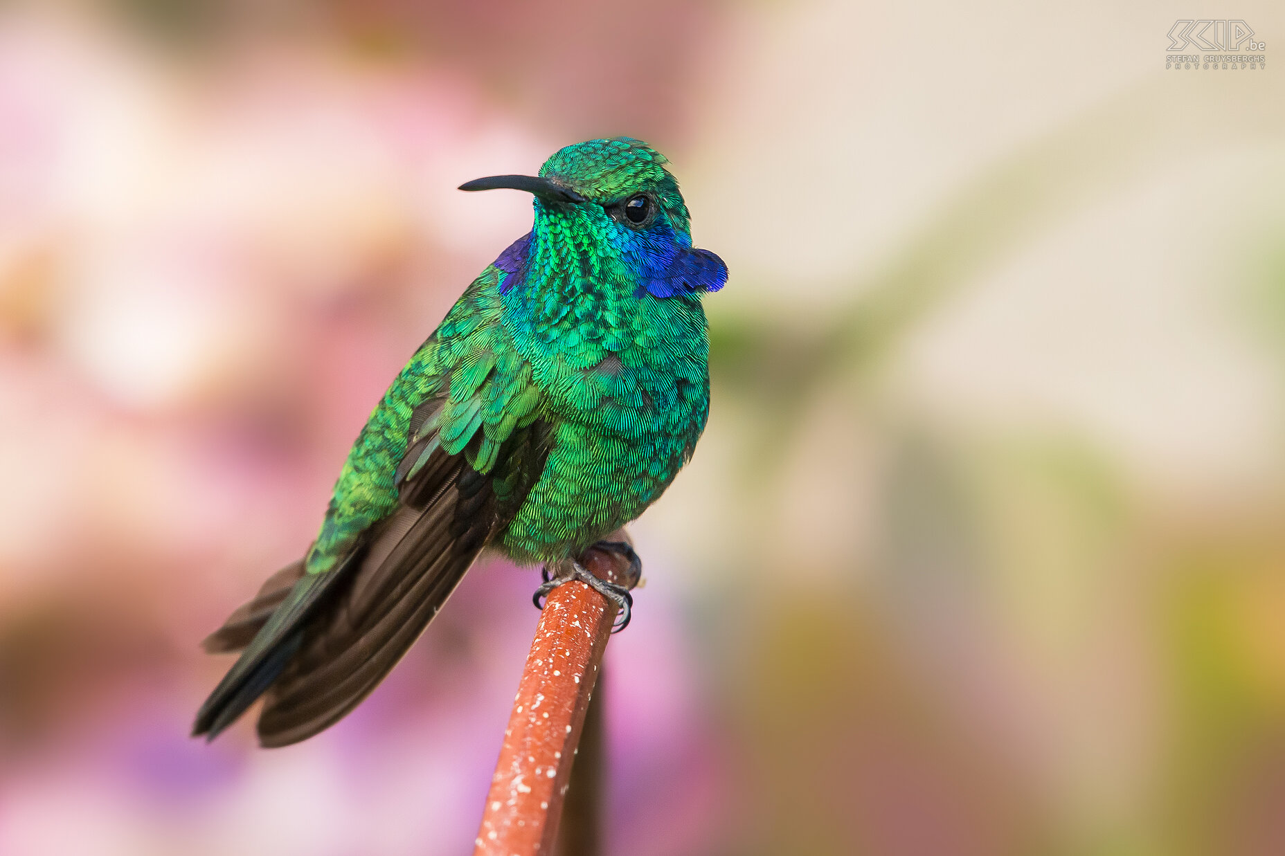 San Gerardo de Dota - Groene violetoorkolibrie Een groene violetoorkolibrie (green violetear, colibri thalassinus) in de vallei van San Gerardo in Costa Rica. De  groene violetoorkolibrie is een middelgrote, metallic groene kolibrie met glinsterende violet oorvlekken op de beide zijden van de nek. Deze kolibrie geeft de voorkeur aan vochtigere en hooggelegen gebieden (1200 tot 2300m) zoals nevelwouden. Stefan Cruysberghs